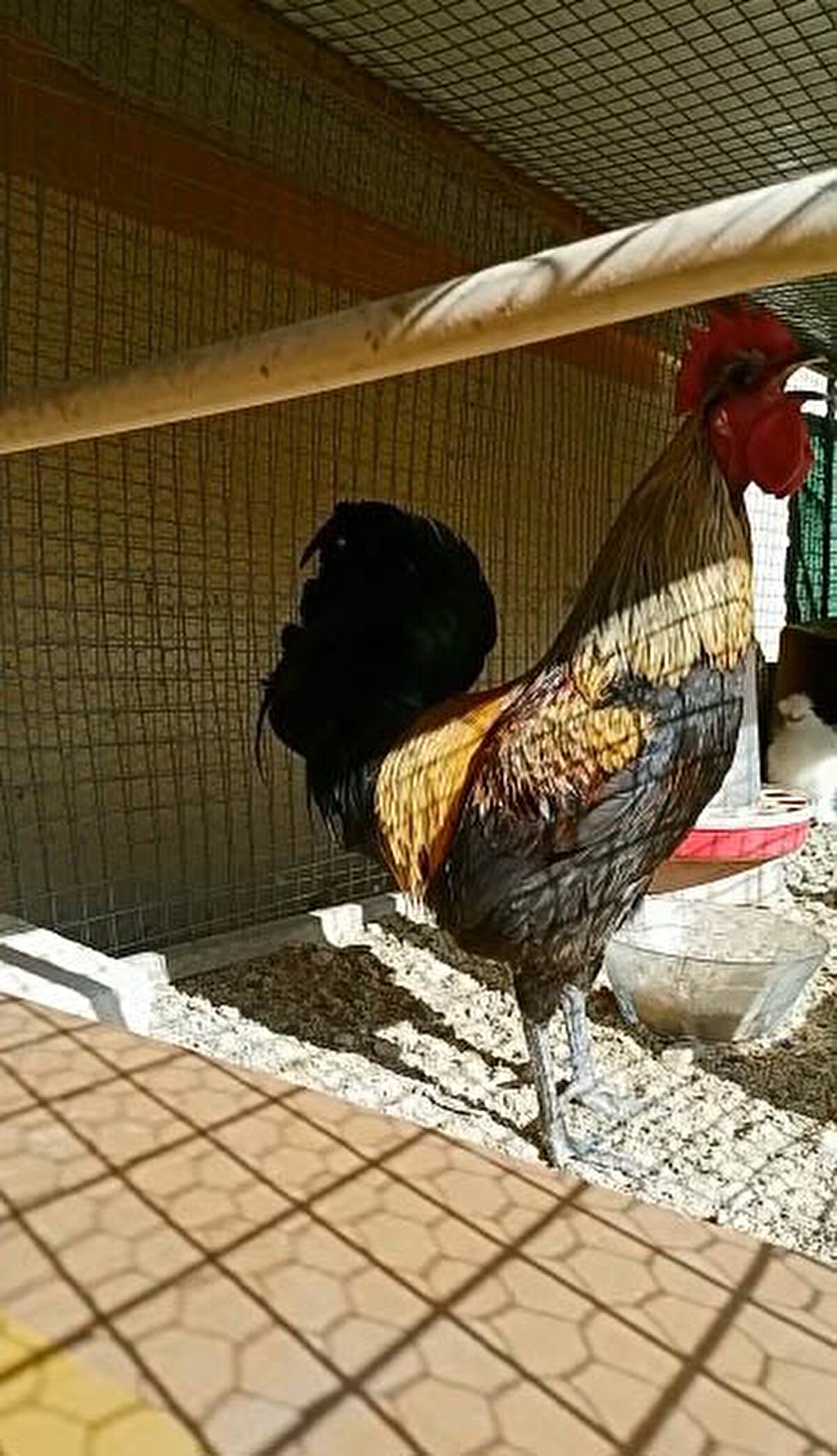 Denizli horozunun uzun süre ötmesiyle meşhur olduğunu ifade eden Gökbudak, "Denizlili olduğum için küçük yaşlardan bu yana horozlara ilgi duyuyorum. Horozum Bahtiyar'ı yavruyken almıştım. Yetiştirdik besleyip büyüttük. Geçtiğimiz günlerde onu kümeste izliyordum. Uzunca öttükten sonra sallanmaya başladı. Daha sonra telefonumla görüntüsünü çekmeye başladım. İkinci kez uzun bir süre öttü. Sallandıktan sonra bayıldı. Görüntüleri sosyal medyaya yükleyince çok ilgi gördü. Horozum fenomen haline geldi" dedi.