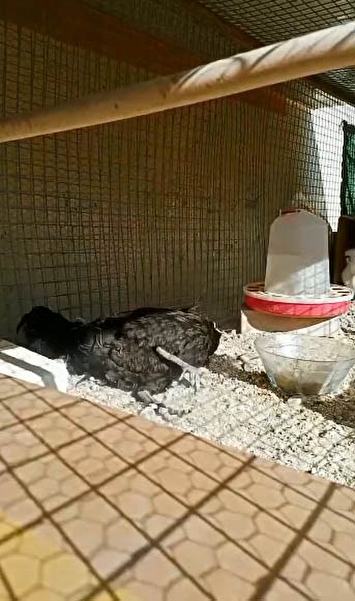 Tarım ve Orman İl Müdürlüğü Denizli horozu üretim birimi sorumlusu, ziraat mühendisi Mustafa Ünal, hayvanın kente has çevre koşullarına adapte olarak bugüne kadar gelen bir tür olduğunu belirtti.