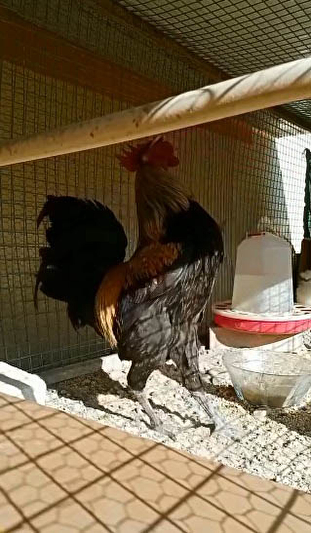 Horozunun ünlenmesinin ardından birçok teklif aldığını ifade eden Gökbudak, "Yurt dışında yaşayan bir kişi horozumu 1250 euroya satın almak istedi. Bir kişi de 25 bin lira değerindeki otomobiliyle horozumu takas etme teklifinde bulundu. Onlara horozumu satmayacağımı söyledim. Onu çok seviyorum. Bunu hobi olarak yapıyorum. Satmayı asla düşünmüyorum. Çalınmasından korktuğum için yanımdan ayırmıyorum. Geceleri odamdaki kafese, gündüzleri ise işyerimdeki kümese bırakıyorum" diye konuştu.