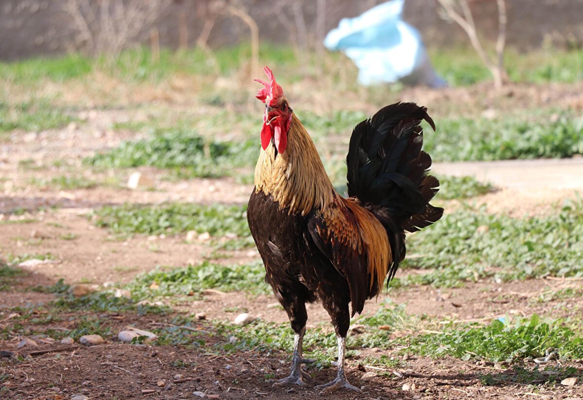 Merkezefendi ilçesi Üçler Mahallesi'nde yaşayan tekstil işçisi Okan Gökbudak'a ait Denizli horozu, uzun ötüşüyle görenleri şaşkına çevirdi. Kümesinde Denizli horozu ve tavuğu da yetiştiren Gökbudak'ın 1 yaşındaki horozu yaklaşık yarım dakika boyunca öttü. Öterken nefesi kesilen horoz, bayılıp yere devrildi.