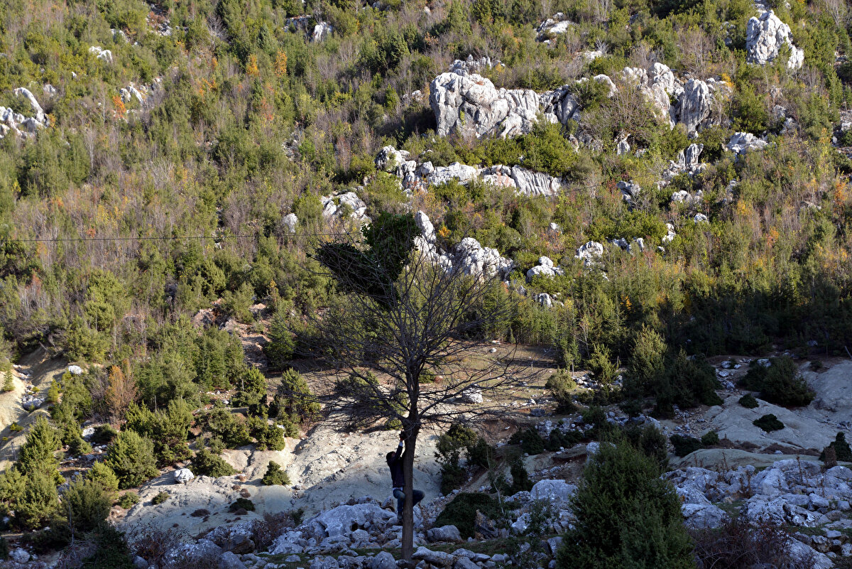Andırın'da toplanan defnenin köylüler için de ciddi bir gelir kapısı olduğunu belirten Koç, "Andırın'da bu yıl 400- 500 ton civarında defne üretimi gerçekleştirildi. Defne vatandaşımıza da büyük katkı sağladı, defne toplayanların günlük 500 liraya kadar yevmiyeleri oluyor. Bunun haricinde piyasaya da satılıyor. Bizim hedefimiz, 1- 2 sene içerisinde buradaki üretimi 2 katına çıkarmak. Andırın köylülerine katkı sağlamak için elimizden gelen gayreti gösteriyoruz. Bölgede yeni yollar yaparak vatandaşlarımızın topladıkları defneleri daha kolay taşımalarına da ayrıca katkı sağlayacağız" diye konuştu.