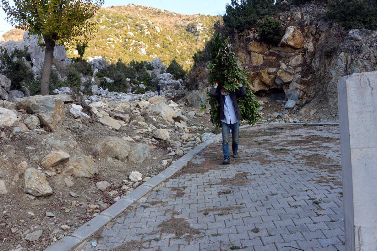 Defne üretiminde önemli bir yere sahip olan Andırın'da, temmuz ayında başlayan hasat devam ediyor. Kahramanmaraş Orman Bölge Müdürlüğü tarafından köylülerin üretimine açılan sahaların genellikle sarp kayalıklardan oluşması nedeniyle defne yapraklarının hem kesimi hem de aşağıya indirilmesi çok zahmetli.
