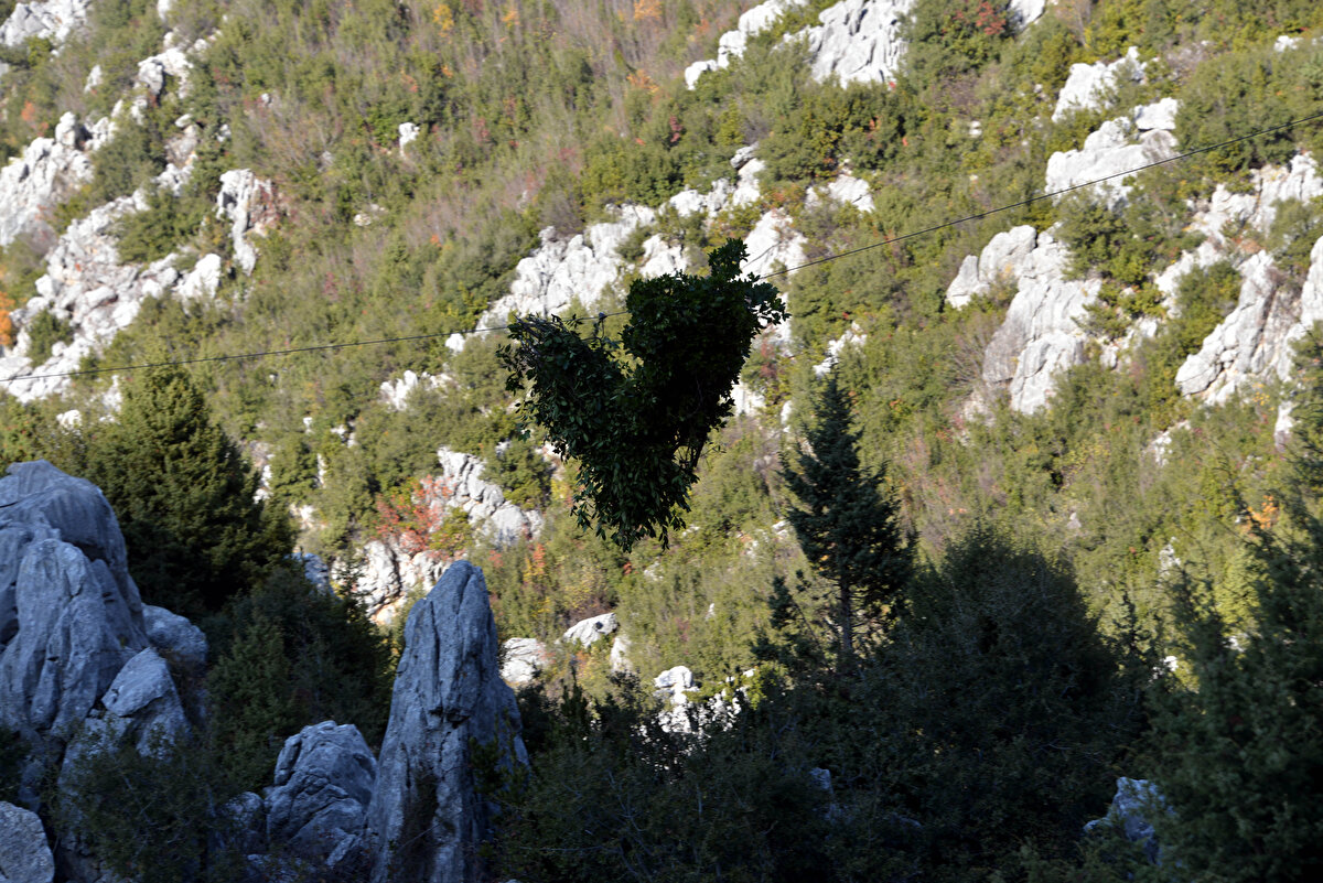 İlçedeki defne üretimini artırmak adına çalışmalar da yaptıklarını kaydeden Mustafa Koç şöyle devam etti:
"Defne sektöründe de Türkiye, dünyada lider ülkelerden bir tanesi. Andırın'da defne üretim miktarını artırmak için bu sene 50 hektarlık alanda rehabilitasyon çalışması yaptık. Seneye de bunu 100 hektara çıkartıp, rehabilitasyon kapsamına aldık. Bu çalışmalar sonucunda defne üretimini artırmayı hedefliyoruz. Orman Genel Müdürlüğümüz ORKÖY kapsamında kredi tahsis edip defne kurutma fabrikası için destek verebiliyor. Biz de bu konuda çalışmalarımıza başladık. Andırın bölgesinde de hedefimiz kurutma fabrikasını kurup hem vatandaşımızı bilinçlendirmek hem de defnenin işlenmesini sağlamak. Böylelikle Andırın'a daha fazla gelir sağlanmasını hedefliyoruz. Defnenin kurutması yapılırsa buradan direkt yurt dışına ihraç olarak satılabilir."