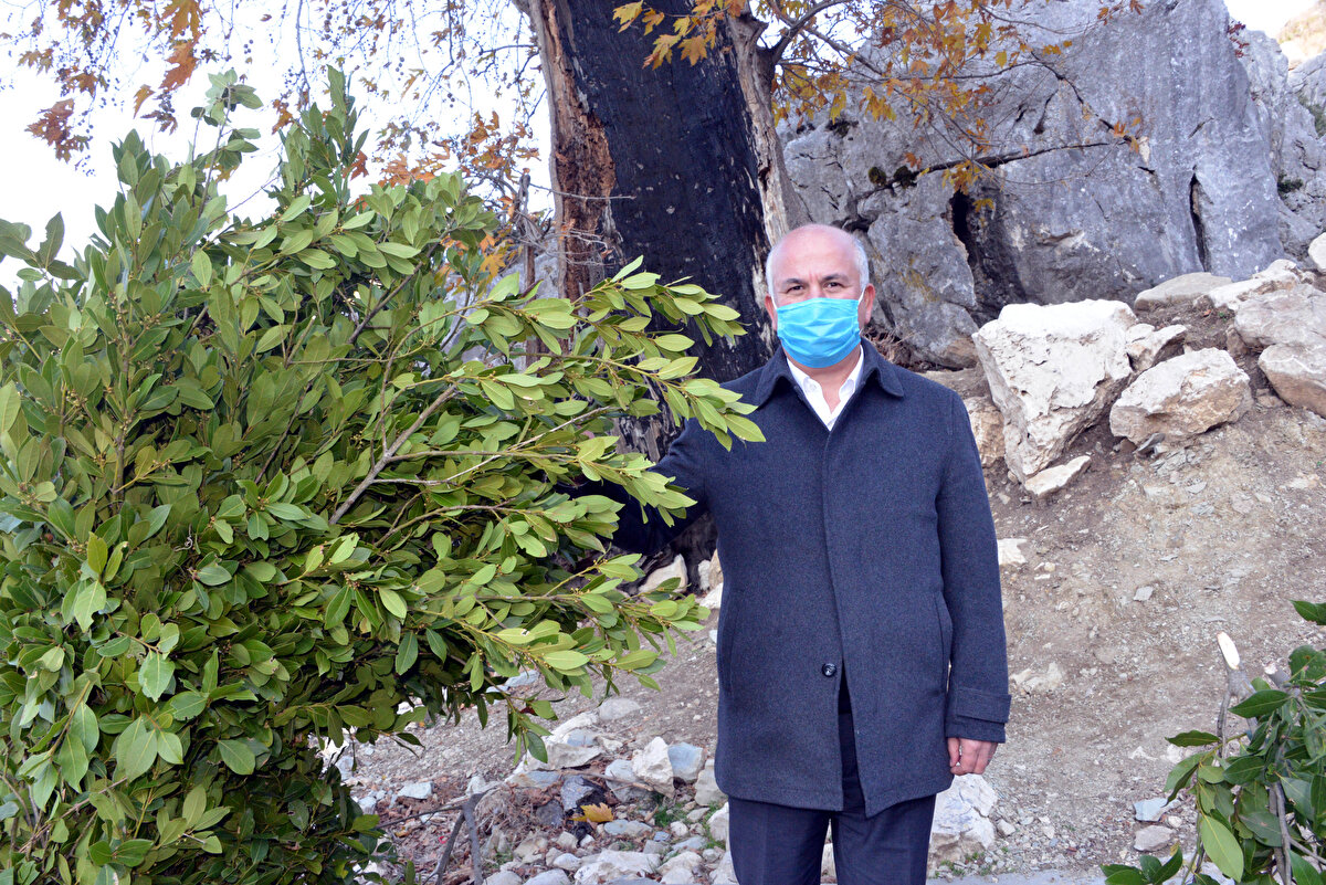 Kozmetikten gıdaya kadar birçok sektörde kullanılan, ekonomik değerinin de fazla olması nedeniyle kimileri tarafından 'define' olarak da adlandırılan defneyi toplayan köylüler, yerine göre defneleri sırtlarında 4 kilometreye kadar taşıyor. Bazı köylüler ise uygun olan sahalarda defneleri halatla aşağıya gönderiyor.