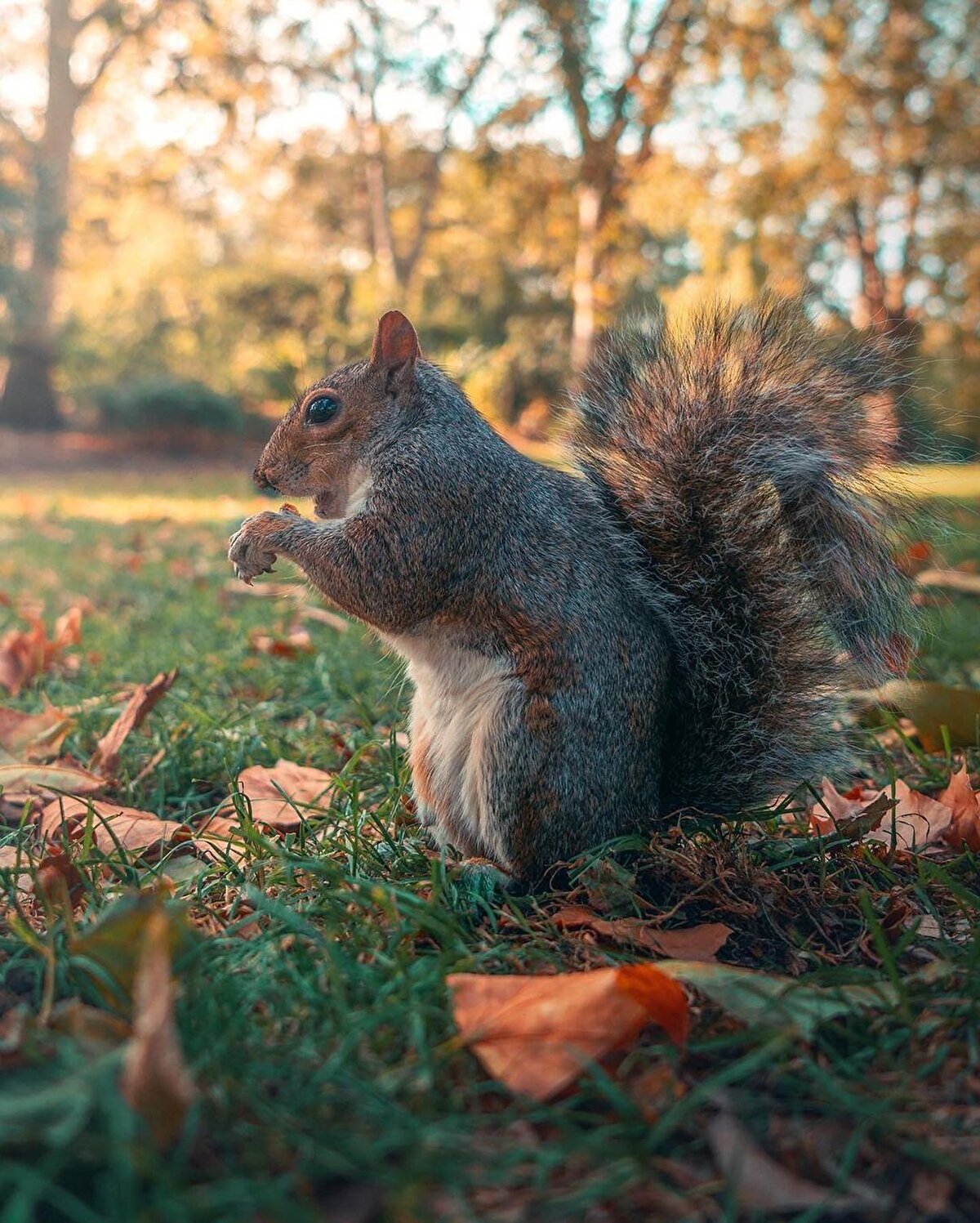 🌿 Dinlenmeci Turist: Londra için birçoklarından, kısa süreli tatillerdense şehrin yerlisiymişçesine yaşayarak keyfinin sürülebileceğini duymuşsundur. Hyde Park’ta kısa bir yürüyüş sonrasında bisiklet kiralayarak, kuğuları ve sincapları besleyip adeta Londralı gibi bir öğleden sonra geçirmek mümkün. Londra’nın yemyeşil şehir parkları, gün içerisinde mola vermek için de çok uygun. Regent’s Park, St. James Park, Green Park, Kensington Gardens yine şehrin içinde doğanın tadını çıkarabileceğin, piknik yapıp sakince vakit geçirebileceğin parklardan birkaçı.