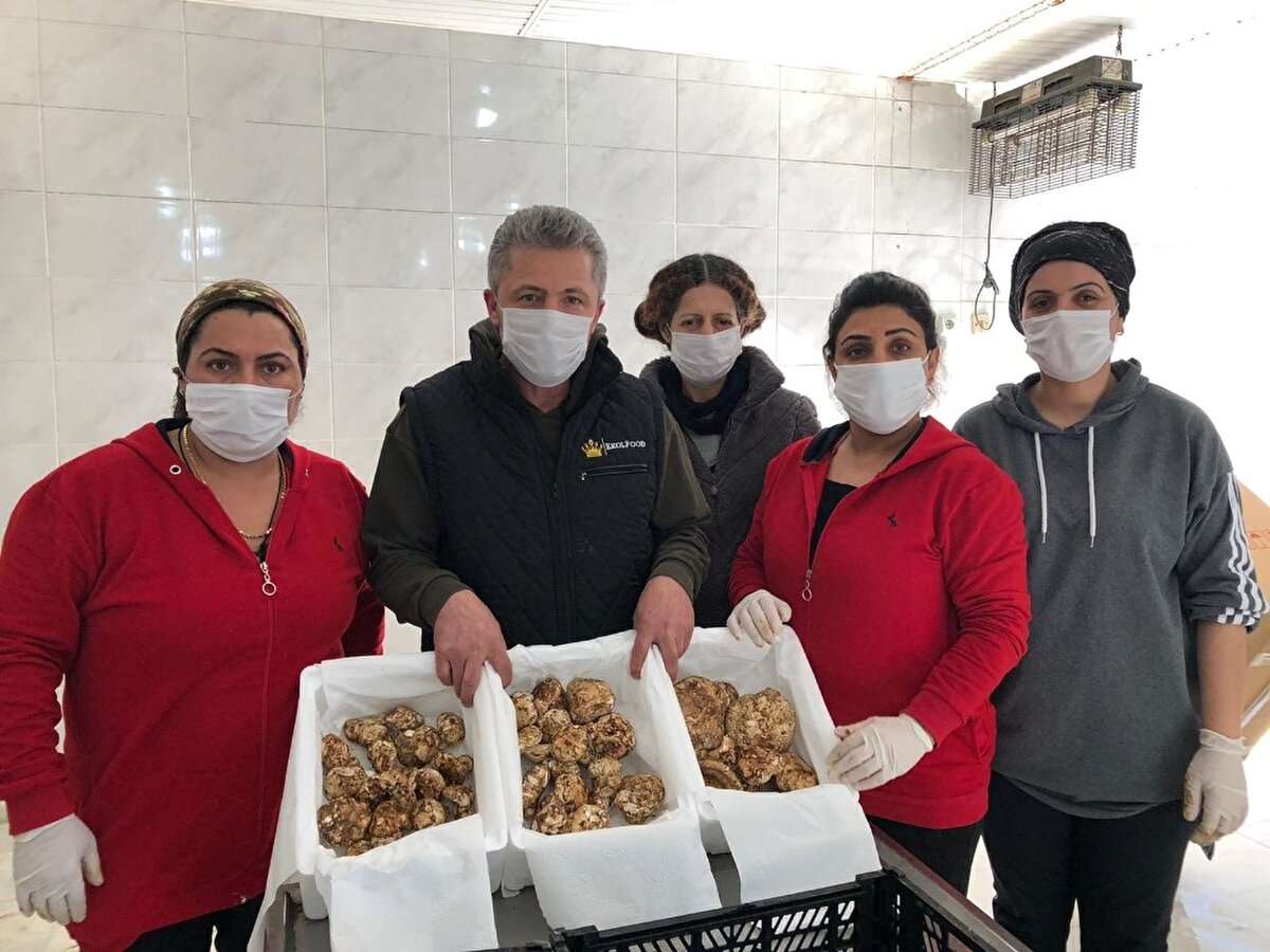 Muğla, Antalya, Mersin, Adana ve Kahramanmaraş bölgesinde çıkan katran mantarını daha çok Japonya’ya ihraç ettiklerini belirten Özsoy, "Özellikle Feke ve Kozan bölgesi ağırlıklı olmak üzere 3 ay süre boyunca köylülere büyük katkı sunmakta. Yıllık iklim koşullarına göre 50 ton ile 150 ton arası ihracat yapıyoruz. Bu yıl kurak geçmesine karşın yaklaşık 100 ton ihracat yapıldı" dedi.