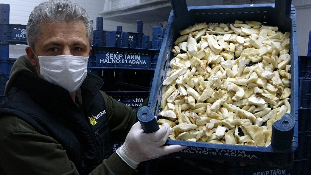 Adana'nın Kozan ve Feke ilçelerinin 1600 rakımlı Toros Dağı eteklerindeki ormanda ellerinde sopalar ile her ağacın çevresini tek tek tarayan köylüler, buldukları katran mantarlarının kilosunu 70 ile 100 lira arasında fiyatla ihracatçı firmalara satıyor.