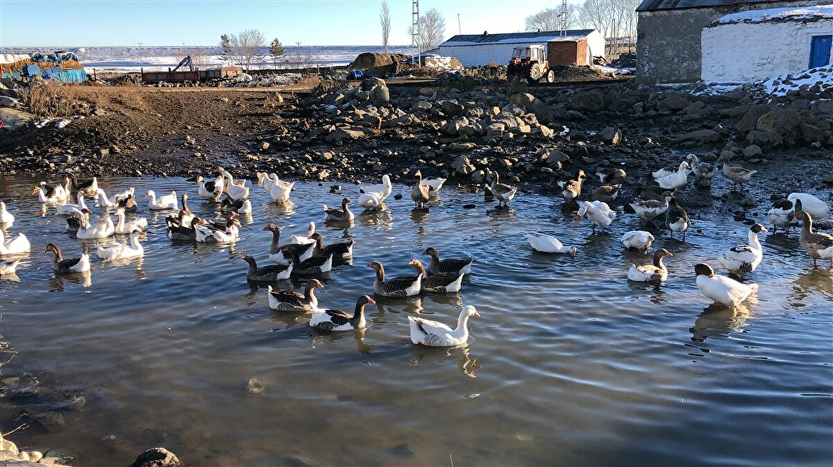 Kazların yüksek yerlere asılması, kümes hayvanlarının veya köpeklerin kaz etlerine zarar vermemesi, aynı zamanda da rüzgar alması ile soğuğun iyice işlemesini sağlamak için tercih ediliyor. Üzerleri bezlerle kapatılan kaz etleri, bazen açılarak havalandırılıyor.