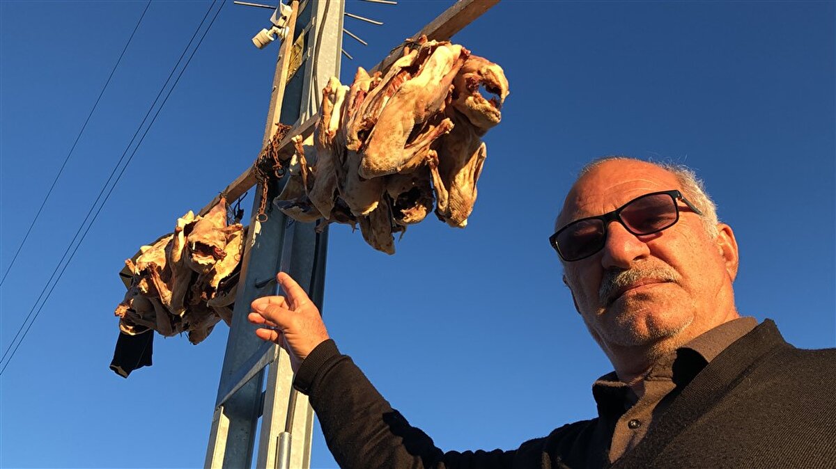 Kazları kuruma işlemleri tamamlandıktan sonra kargoyla çocuklarına gönderecek olan çift, birkaç kazı da kendileri için saklıyor. Zekeriya Çiftçi, "Çocuklarım Yusuf ve Uğur İzmit'teler. 3'er kaz göndereceğim. Gelinlerim, torunlarım afiyetle yesinler" dedi.