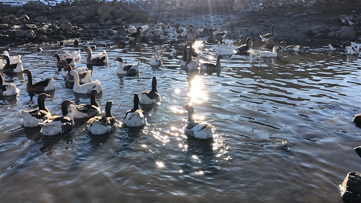 Kars'ın Arpaçay ilçesine bağlı Güvercin köyünde kaz kesimleri, geçen ay yapıldı. Kesilen kazların yaklaşık 1 ay sürecek kurutulma işlemine de başlandı. Köylüler, yaz aylarında bakım ve beslenmelerini yaptıkları kazları kestikten sonra evlerinin çatı saçaklarının altlarına veya direklere asıyor.