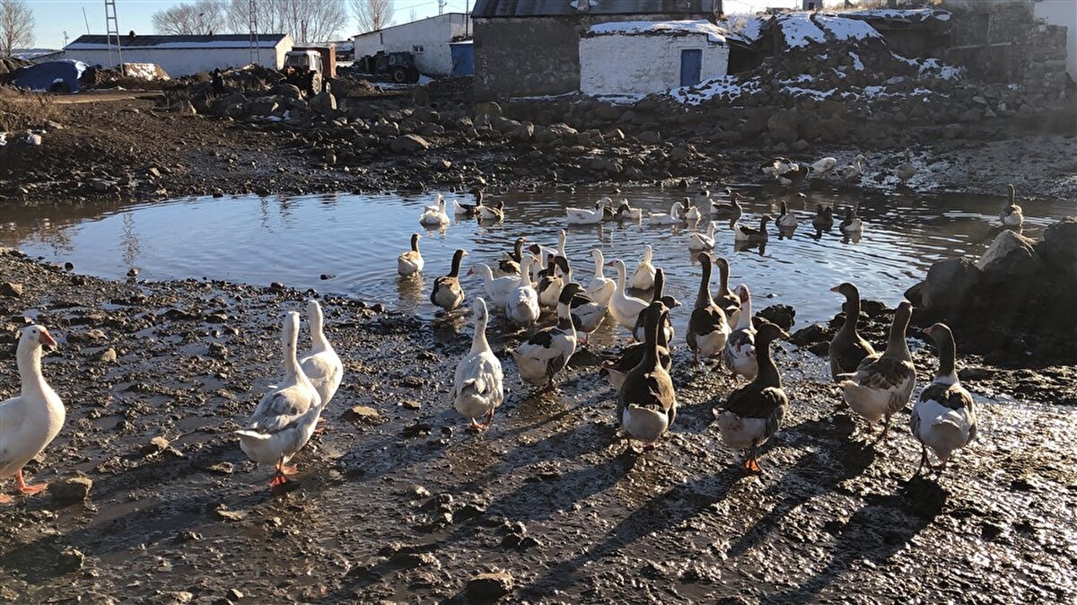 Öte yandan köylüler, anaç kazlara da çok iyi bakıyorlar. Hemen hemen her evde bulundurulan anaç kazlar satılmıyor. Gün boyu dışarıda gezdirilen kazlar çeşme suyunda yıkanıyor. Berrak suda yüzen kazlar akşam saatlerinde kümeslerine alınıyor ve arpayla beslenmeleri sağlanıyor.