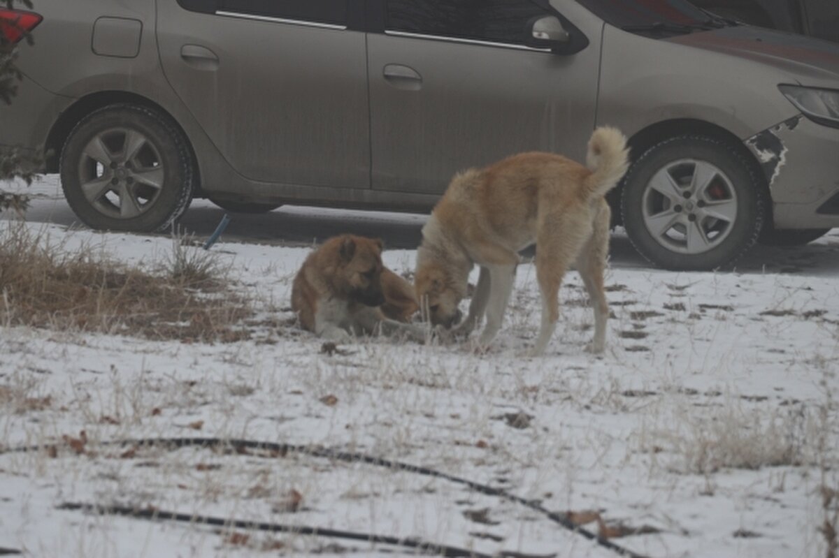 Yurdun bazı bölgelerinde hava sıcaklığı azaldı. Parçalı bulutlu hava yerini soğuk ve kar yağışına bıraktı.  Çok sayıda ilde gece kar yağışı etkili oldu. Vatandaşlar günlük hayatlarında ve trafikte zor anlar yaşadı.  Kar yağışının Doğu Anadolu Bölgesi'nde 2 boyunca etkili olması bekleniyor.Erzurum, Kars, Ağrı ve Tunceli'de kar yağışı etkili oldu. Erzurum'da gece saatlerinde yağmaya başlayan kar etkisini sürdürdü.  Yağışla beyaza bürünen kentte vatandaşlar, ev ve iş yerlerinin önünde biriken karı süpürdü. Vatandaşlar, karla kaplanan otomobillerini de temizledi.  Belediye ekipleri cadde ve sokaklarda kar küreme çalışması yaptı.  Beyaz gelinliğini giyen kentin tarihi yapılarının ihtişamı arttı.