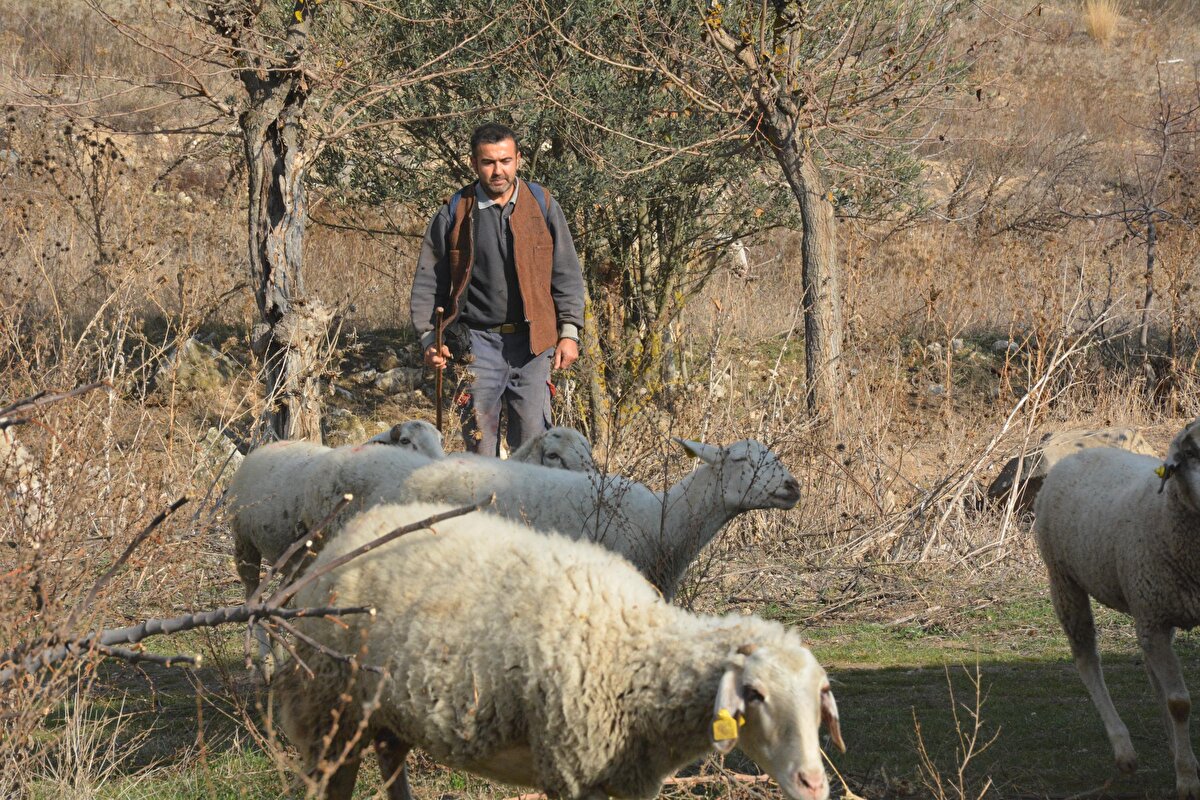 Koyunlara bakmamda annem babam da bana yardım ediyor. Özellikle babam eskiden bu işlerle uğraştığı için ben tecrübesiz olduğumdan dolayı bana bilgilerini aktarıyor ve bu şekilde de daha iyi bir iş çıkartmam açısından bilgilerini benimle paylaşıyor. Annemle akşamları kuzuları emziriyoruz. Doğum aşamasında bazen sıkıntılar oluyor, babam da yardım ve müdahale ediyor. Artık özel sektörde çalışmak istemiyorum. Neden, çünkü haftada bir gün tatiliniz oluyor, yıllık izinleriniz oluyor, ona da çıkabiliyorsanız çıkıyorsunuz. Sürekli bir yaptırım içinde olmuş oluyorsunuz. Ama ben şu anda özgürüm, istediğim gibi hareket edebiliyorum” şeklinde konuştu.