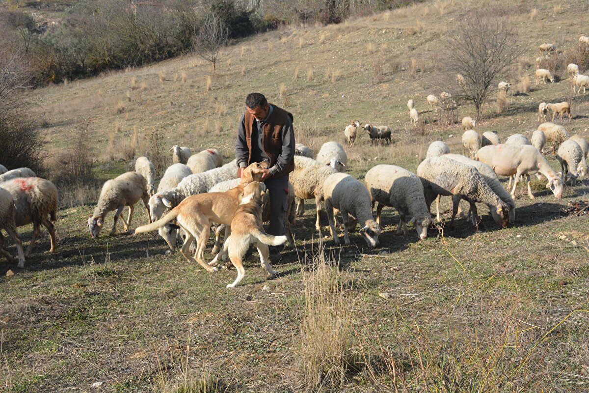 Kent hayatının kendisini boğmaya başladığını ve koronavirüs tehlikesinden kaçtığını ifade eden Selahattin Çak, bundan sonraki hayatını köyde sürdürmeye karar verdiğini söyledi. Bu halinden oldukça mutlu olduğunu ve köye yerleştiği için herhangi bir pişmanlık duymadığını anlatan Çak, “Yaklaşık 20 yıl özel sektörde çalıştım. İstanbul gibi büyük bir metropolde çalıştığım için artık oradaki yoğunluk beni gerçekten boğmaya ve sıkmaya başladı. Köyüme dönmeye karar verdim. Burada mutluyum. Doğada olmayı seviyorum. Şehrin sıkıntılı ve karmaşıklığından kurtulduğuma da seviniyorum. Koyun işine başladım. 