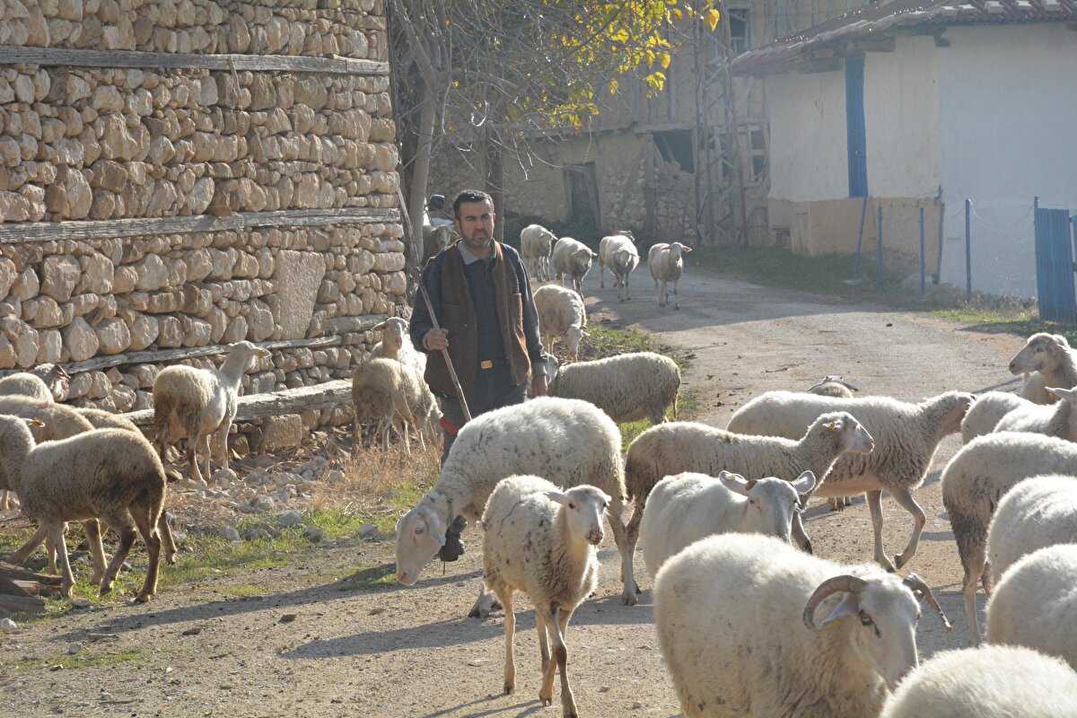 Koyunlarını her sabah ağılından çıkarıp merada otlatmaya çıkaran Selahattin Çak, çobanlık yapmayı da çok sevdiğini söyledi. Doğa ile baş başa olmanın kendisine ayrı bir keyif verdiğini anlatan Çak, “Ben bu mesleği gerçekten çok sevdim, bırakmayı da kesinlikle düşünmüyorum. Gücüm yettiği kadar bu işte devam etmeyi planlıyorum. Çocuklarıma da miras olarak bu mesleği bırakmak istiyorum. 
