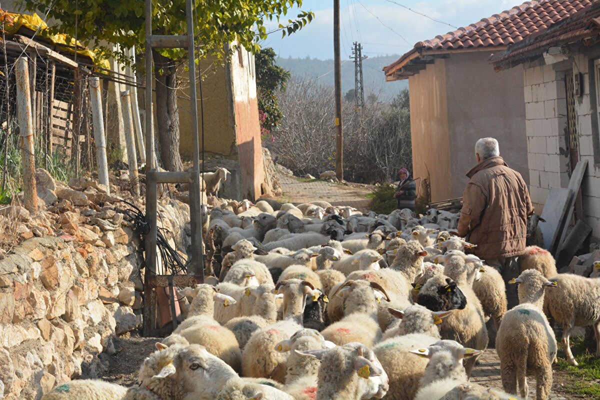 Baba Çak, “Tecrübelerimi oğluma yansıtıyorum. Bu arada hanımım da yardım ediyor. Doğumda olsun bakımında olsun. Her türlü yardımda bulunuyorum oğluma. Arpa, buğday ekiyoruz, saman ve yonca yapıyoruz. Yardımcı oluyoruz” diye konuştu. Anne Gülhan Çak ise oğlunun uzun yıllar İstanbul’da çalıştığını belirterek, “İşten çıktı ve bu işi yapmayı tercih etti. Çok sevdi hayvanları. Kendisi yapıyor, biz de elimizden geldiği kadar yardımcı oluyoruz babasıyla. İnşallah Allah devamını getirsin” ifadelerini kullandı.