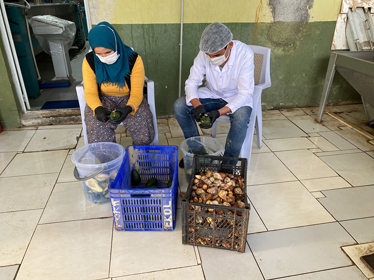 Zeytinyağı fabrikası bulunan Endüstri Mühendisi Furkan Mustafa Uysal, bir müşterisinin talebi üzerine ürettiği avokado yağını, sonrasında yoğun talep üzerine seri olarak üretmeye başladı.  