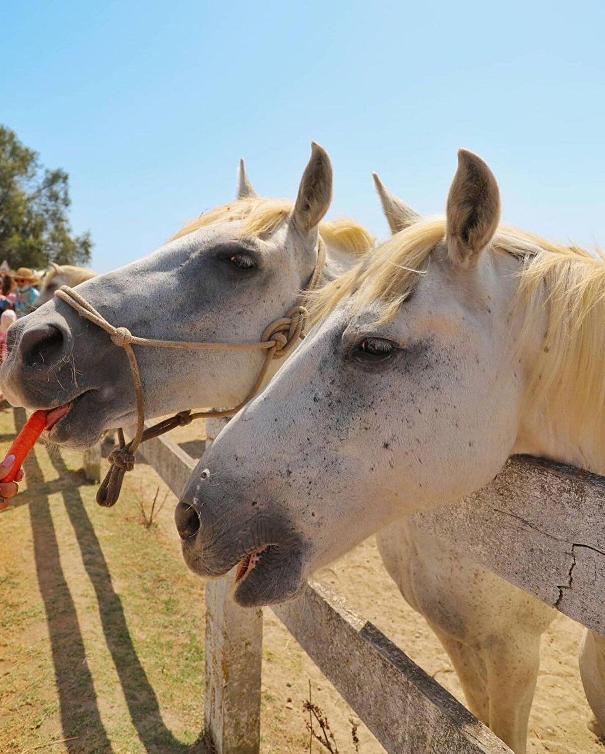 📌Biraz vahşidir, hatta tecrübeli olmayan bir turist için tehlikeleri de vardır. Kimi sokaklarında yeraltı kültürü hakimdir. O sokakların tartışmasız kralı rap'tir, Oliympique Marsilya takımına ölümüne bağlı siyahi gençleridir. Tipik bir Akdeniz şehridir, sıcaktır, merkez nüfusu 1 milyona yakındır. Bu onu Paris'ten sonra Fransa'nın ikinci büyük şehri yapar.