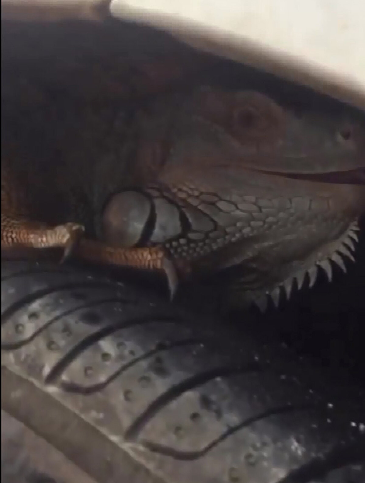 Tropikal iklimlerde yaşayan iguana, Antalya'da park halindeki otomobilin ön tekeri ile kaputun arasına girdi. İgunayı çıkarmak için hem araç sahibi hem de arkadaşları seferler oldu. Kuyruğundan ve ayaklarından çekilen iguana uzun süre bulunduğu yerden çıkarılamadı.