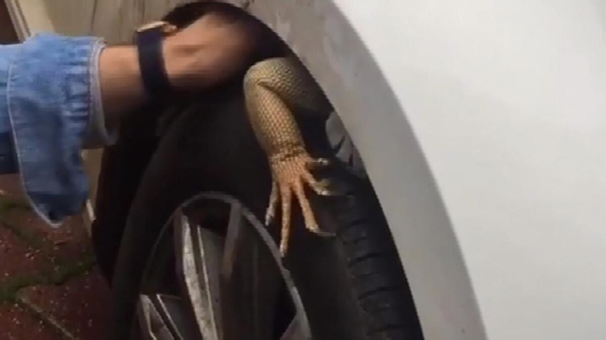 O anları araç sahibinin arkadaşı cep telefonu kamerasıyla görüntüledi. Arkadaşının Geri çek geri çek. Çıkmaz ki oradan sözleri kayda yansırken, hayvanın ayak tırnakları ile araç lastiğine tutunması ve çıkmamak için direnmesi görüntülere yansıdı. İguana uzun uğraş sonrası aracın ön lastiğinden çıkarılırken, görüntü Lara'da milletin arabasının altına kedi kaçar, bizimkilere iguana kaçıyor abi notu ile sosyal medyada paylaşıldı.