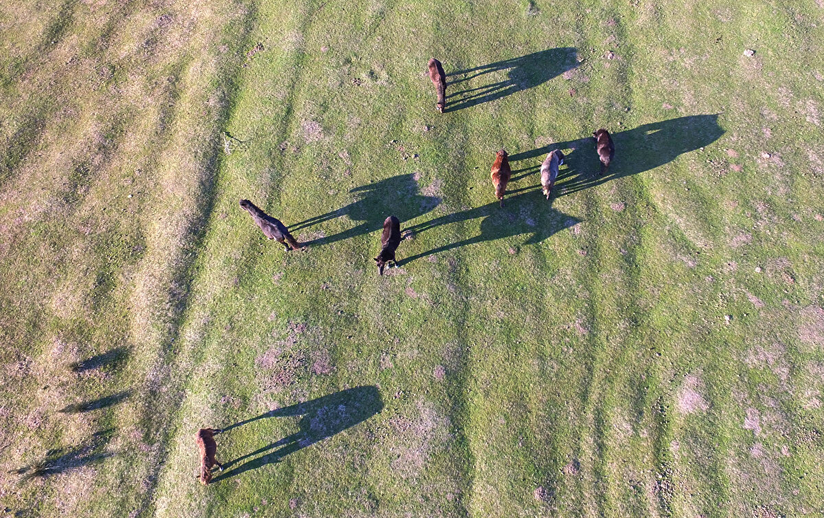 Deltada bulunan 300 civarındaki yılkı atı, fotoğraf tutkunlarına görsel şölen sunuyor.