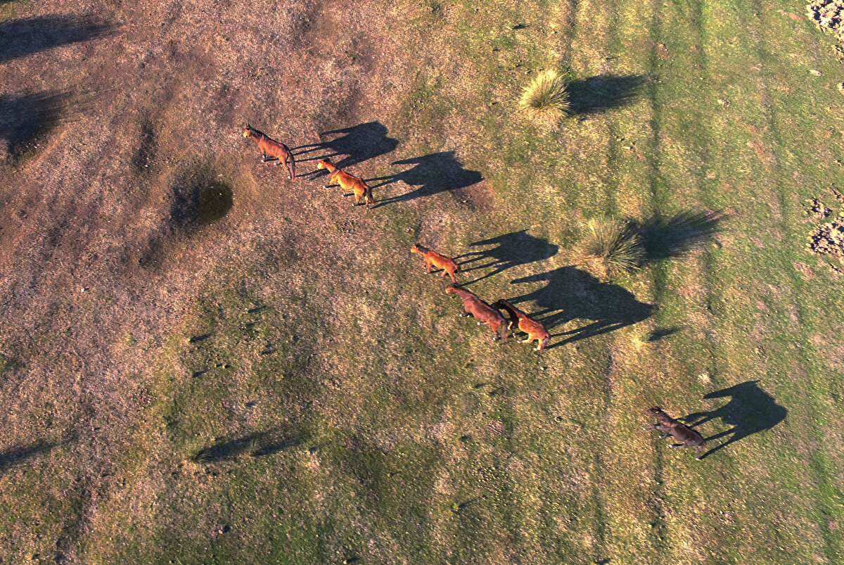 Topaloğlu, yılkı atlarını fotoğraflamak için bölgeye yerli ve yabancı misafirlerin geldiğini anlatarak "Misafirlerimiz bu atları uzaktan gözlemliyor. Biraz daha sabırlı olurlarsa yakınlarına kadar yaklaşıp yakından inceleme fırsatı buluyorlar. Bu atlar gruplar halinde yaşıyor. Yılkı atlarının fotoğraflarını çekmek için bölgeye gelen fotoğraf sanatçıları, sabah saatlerinde ovaya gelerek gün batımına kadar çalışma yapıyor" diye konuştu.