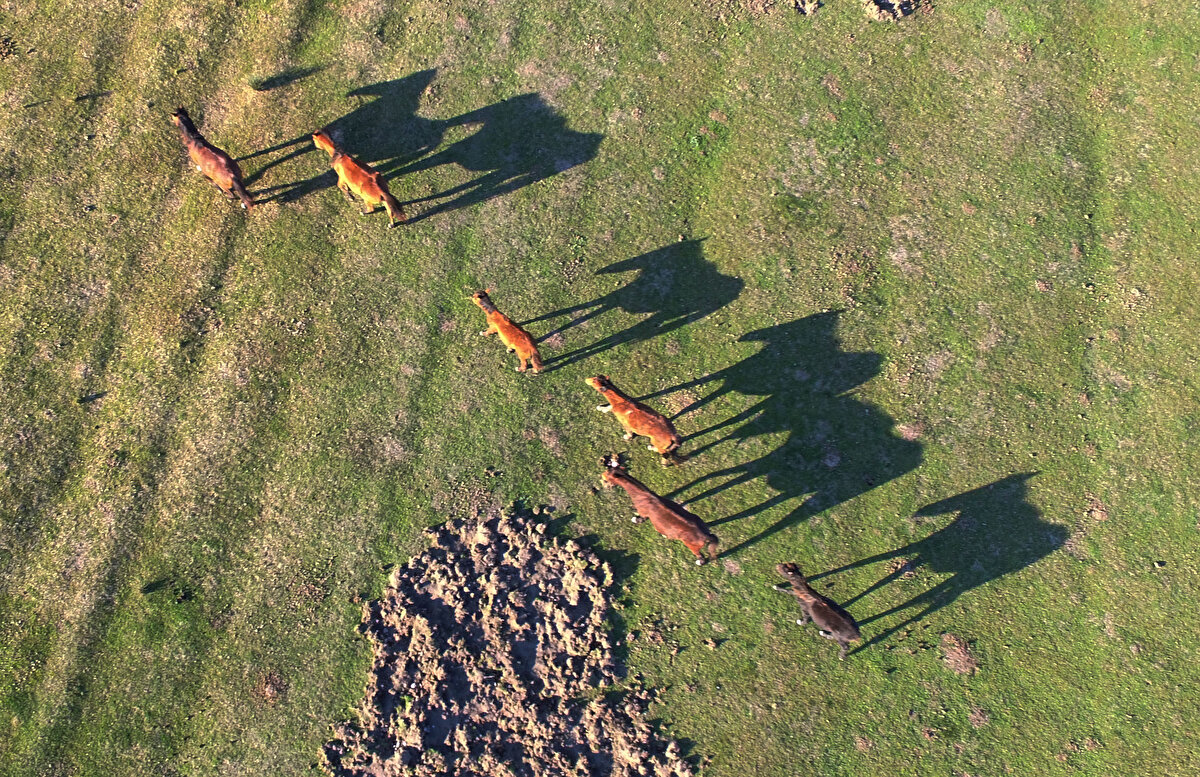 Türkiye'nin Karadeniz kıyılarında doğal özelliklerini kısmen koruyabilmiş en büyük sulak alanlarından olan Kızılırmak Deltası'ndaki yılkı atlarının ayrı bir güzelliğe ve öneme sahip olduğunu belirten Topaloğlu, "Kızılırmak Deltası, dört mevsim ayrı güzelliğe sahip bir yer. Deltaya her yıl ortalama 55 bin ziyaretçi geliyor. Deltadaki yılkı atları, son dönemlerde fotoğraf tutkunlarının gözdesi haline geldi. Doğada özgürce dolaşan yılkı atları, doğaseverler ve fotoğraf tutkunlarına eşsiz güzellikte görüntüler sergiliyor" dedi.