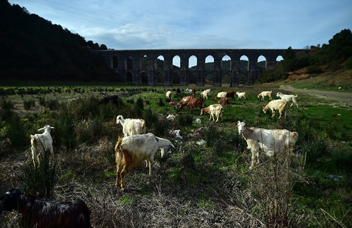 İstanbul’daki Alibeyköy Barajı’ndaki doluluk oranı, son on yılın en düşük seviyesi olan yüzde 10 seviyesine kadar düştü.

