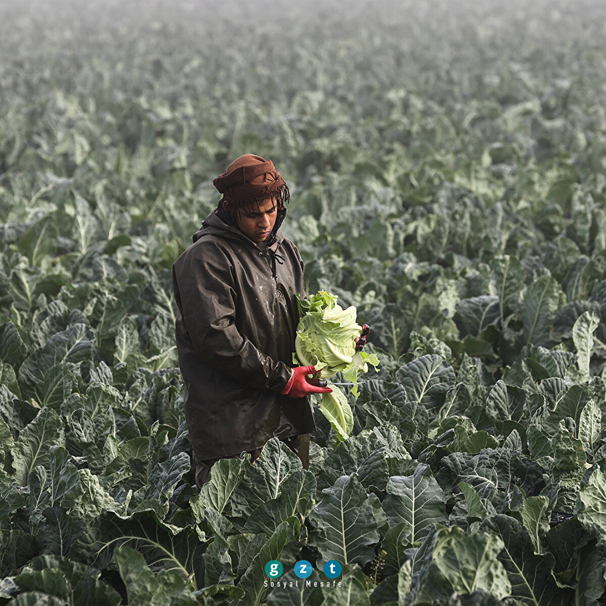 Kış aylarında en fazla tüketilen sebzelerden olan karnabaharda sezon öncesi yaklaşık 10 liraya kadar çıkan kilogram fiyatı, pazara giren ürün miktarının artmasıyla 3 liraya kadar geriledi. Kışlık sebze üretiminin önde gelen merkezlerinden olan İzmir'in Torbalı ilçesinde karnabahar hasadı devam ediyor. Ovalarda ekilen karnabaharda hasat mesaisi erkenden başlıyor. Sis, yağmur ve çamura rağmen mesai hız kesmeden devam ediyor. (Mahmut Serdar Alakuş - Anadolu Ajansı)