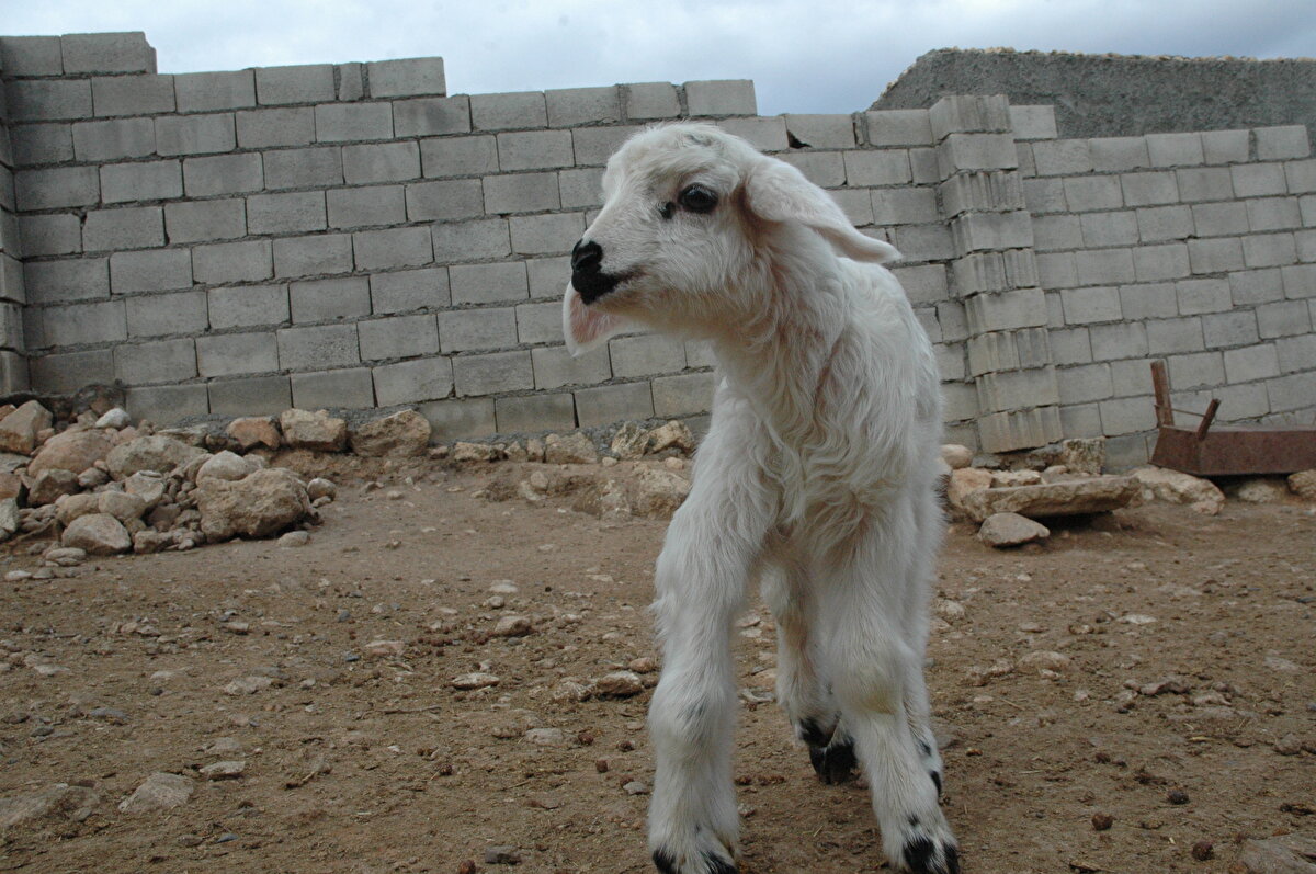 Doğum esnasında ters dünyaya geldi, ancak sağlığında her hangi bir sıkıntı yok, sütünü içiyor. Diğer kuzularla birlikte koşup eğleniyor. Onlardan tek farkı sadece 6 ayaklı olması."