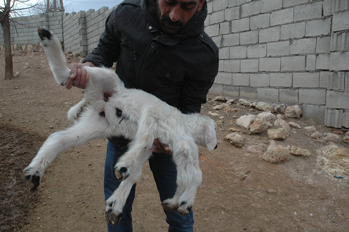 Görenlerin şaşkınlıkla baktığı 6 ayaklı kuzu mahalle sakinlerinin ilgi odağı haline geldi.