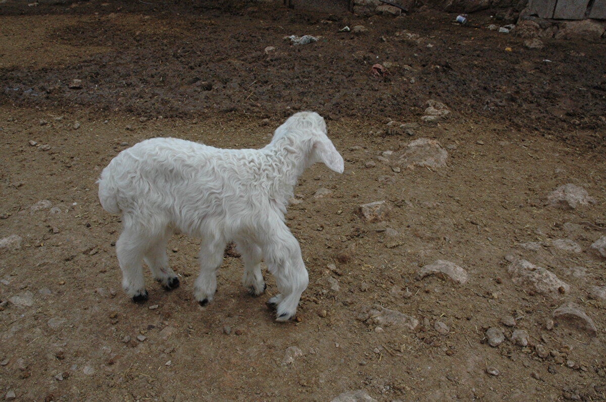 Bulut, kuzuyu veterinere de gösterdiklerini şuan için gayet sağlıklı olduğunu belirttiklerini sözlerine ekledi.
