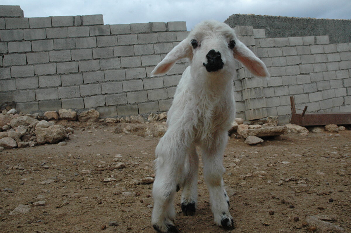 "Daha önce memleketimizde böyle bir şey görmedik. Babamıza, dedemize sorduk, 6 ayaklı olarak doğan bir kuzu görmemişler. Allah’ın takdiri, ne diyebiliriz.