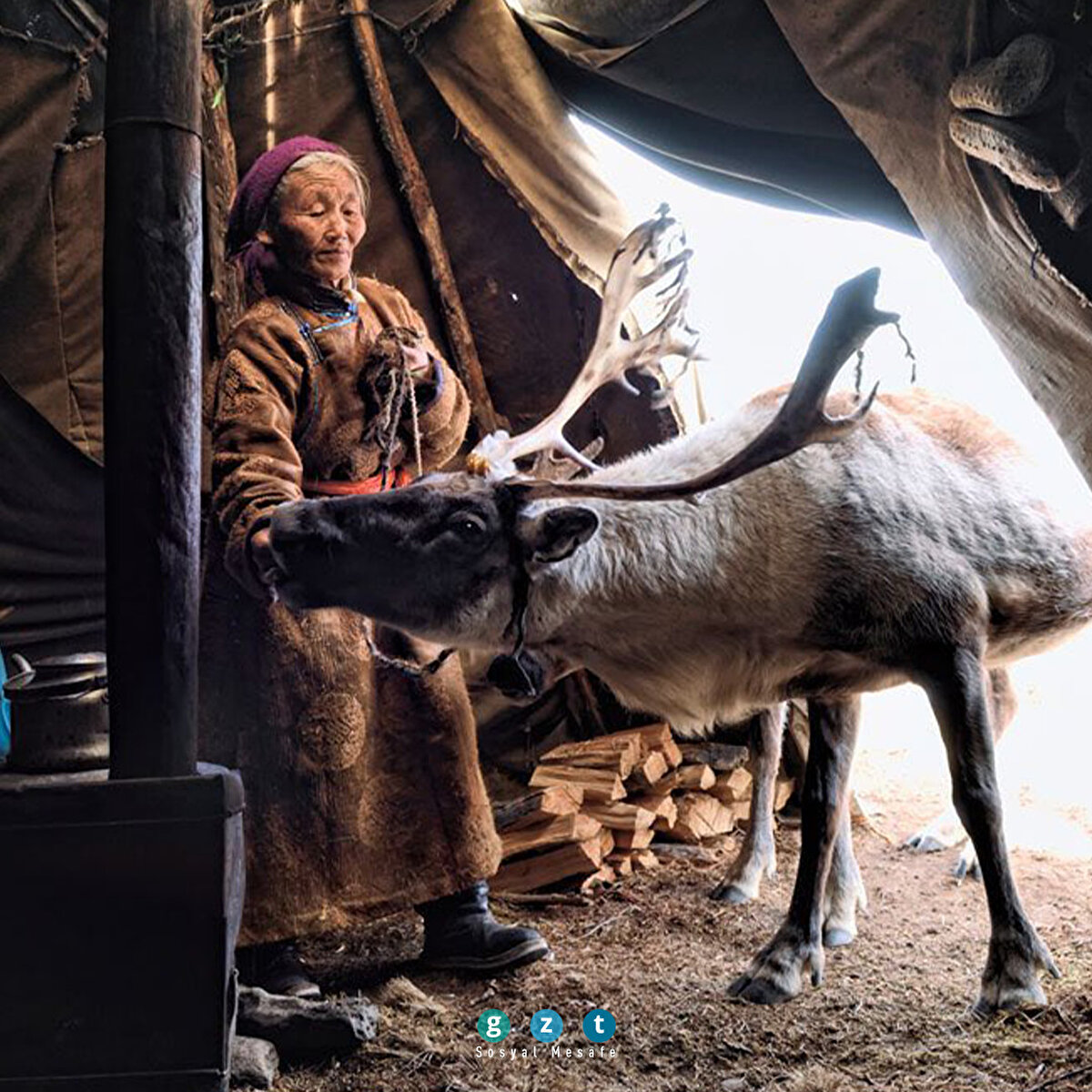 Moğolistan (Hamid Sardar-Afkhami)