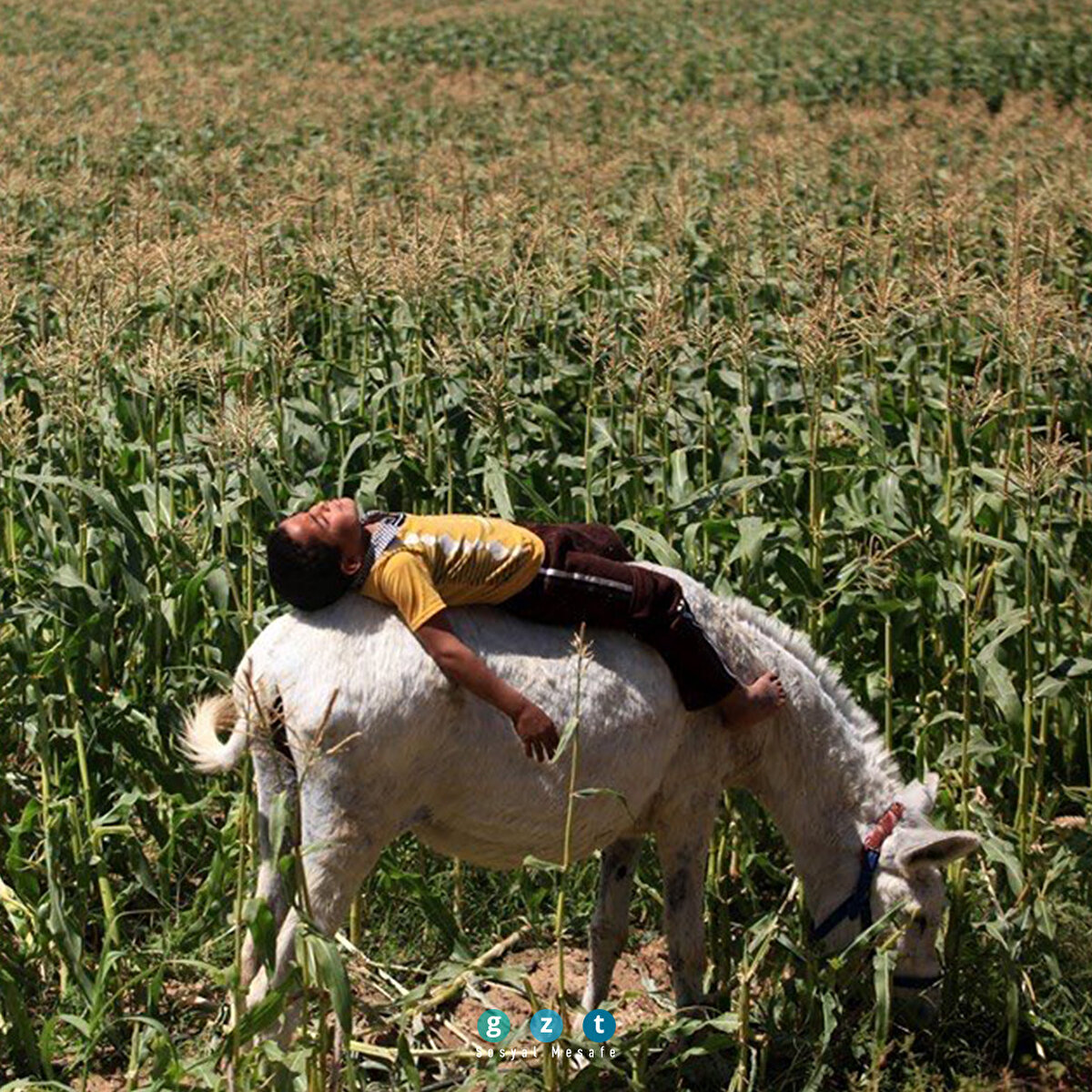 Filistin (Majdi Fathi)