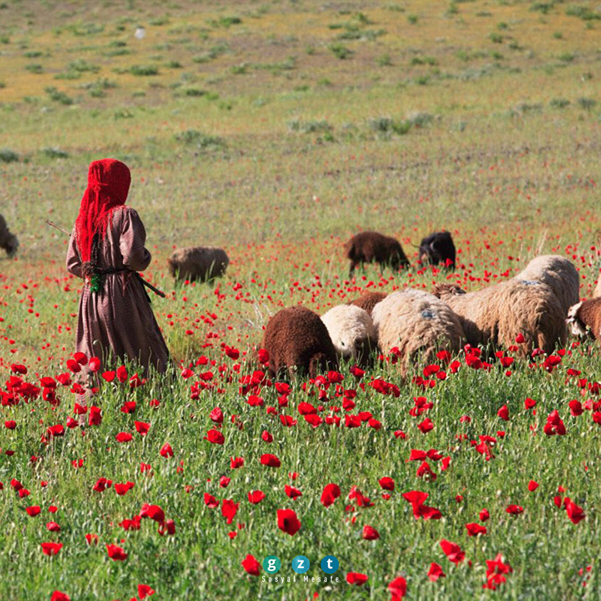 İran (Kazuyoshi Nomachi)