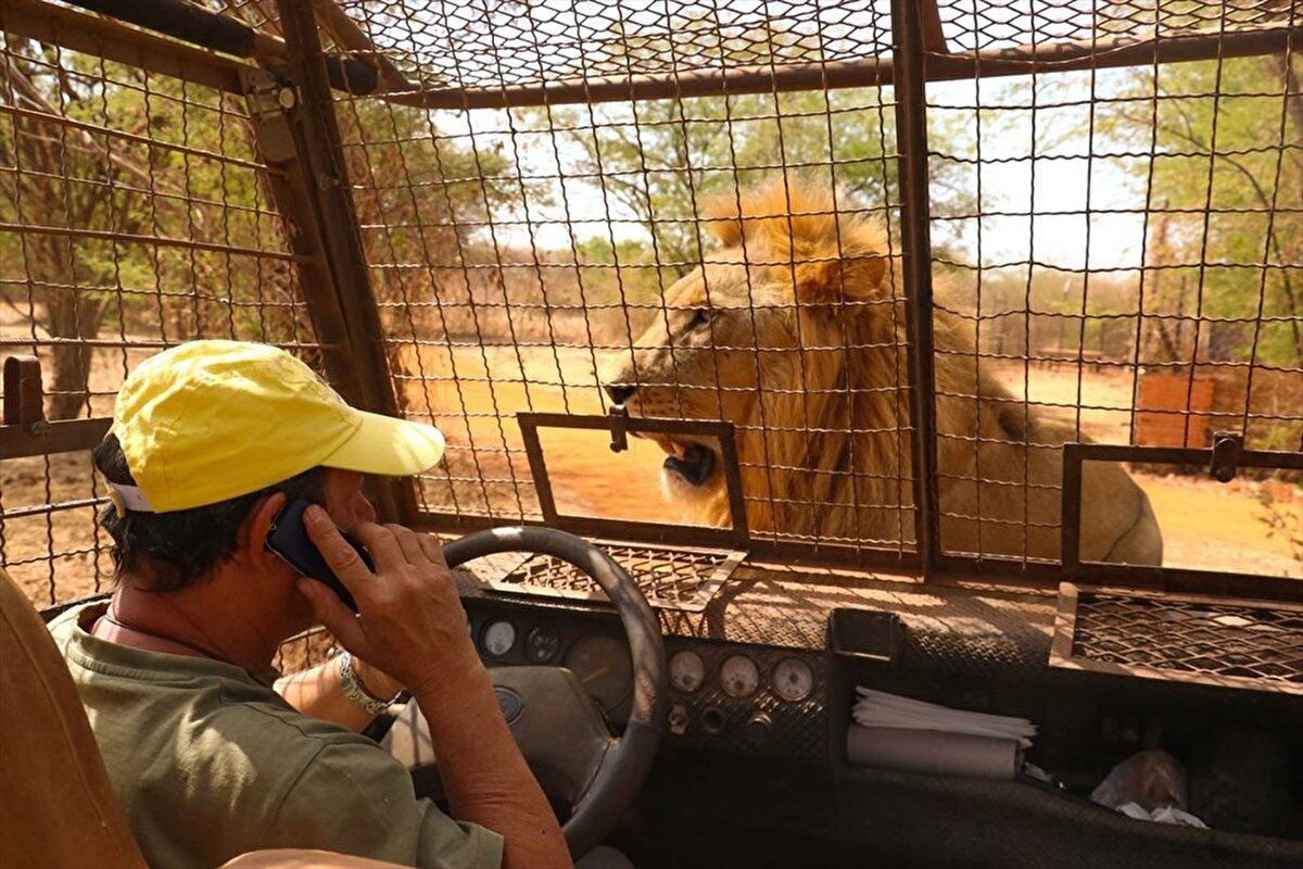 Senegal'de ziyaretçilerin, kafesli araçlara binerek açıkta dolaşan aslanlara yaklaşabildiği doğal yaşam parkı, farklı bir hayvanat bahçesi deneyimi sunuyor.
Başkent Dakar'a yaklaşık 70 kilometre mesafede bulunan Nguekhokhe kentinde 2017 Ocak'ta hizmete giren "Ranch de Bandia" isimli aslan ve doğal yaşam parkının ziyaretçileri, kendilerine ayrılan açık alanda dolaşan aslanları yakından görebilmek için "kafese" giriyor.