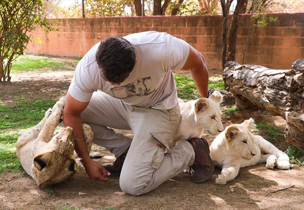 Parkta 6 yetişkin, 2 genç ve 3 yavru aslanın bulunduğunu belirten Dering, yetişkin ve genç aslanların her birinin haftada 100 kilogram taze et tükettiğini kaydetti.