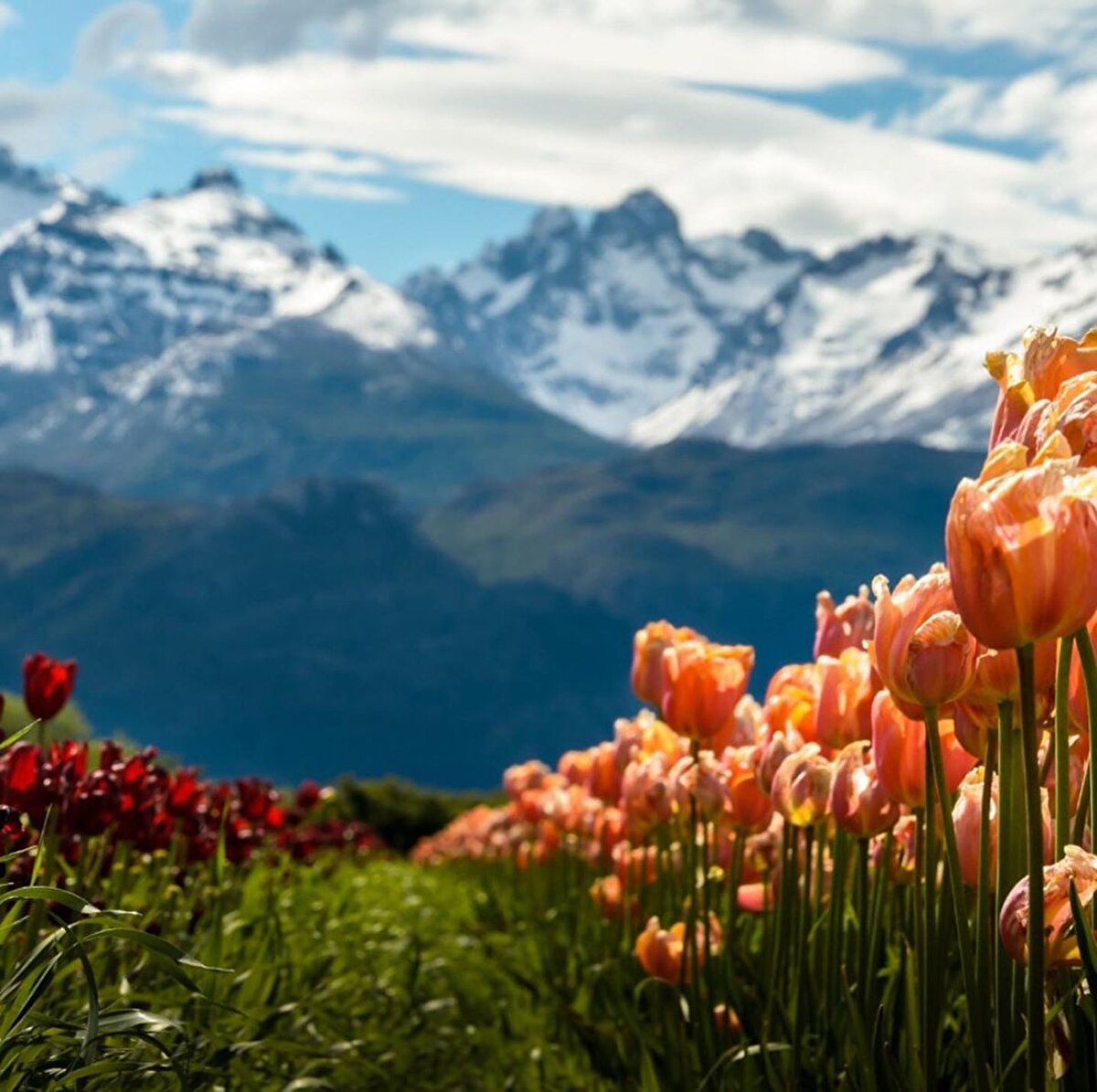 👉 Puerto Tranquilo'nun mermer katedralleriyle lüks bina ve heykellerdeki mermer tipini karıştırmamak gerekiyor. Çünkü bu tip mermerler yüzlerce farklı endüstriyel süreçten geçirilerek parlaklaştırılıyor. Patagonya'da mermerin en işlenmemiş ve güzel formu göze çarpıyor. İnsanın mermer algısını tümden değiştirecek bir güzellik var burada. Jeolojik araştırmalara göre bu alan, 5 bin milyon ton mermeri barındırıyor. Ve bu mermerlerin %94'ünü bu cevherin ana bileşimi olan saf kalsiyum karbonat oluşturuyor. 