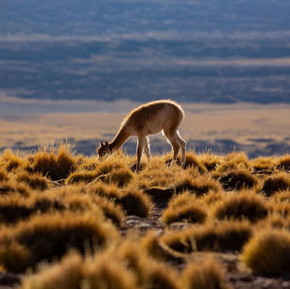 🤩 Mermer Katedral ve Mermer Şapel, bu bölgede görülebilecek en büyük iki mağara. Mağaralara yaklaşıldığında kayaların farklı ayrıntıları ortaya çıkıyor. Beyaz bölümler, kalsiyum karbonat yoğunluk seviyelerine göre en saf mermerleri temsil ediyor. Beyazın, mavi, pembe ya da yeşil gibi diğer renklerle buluşması farklı minerallerin mermere karışmasıyla ortaya çıkıyor. Bu kayalar 300 milyon yaşından fazla ancak mağaralardaki oyuklar çok daha yakın bir zamanda oluşuyor. Oyuklar, buzul sonrası dönemdeki son 15 bin yıl içerisinde güçlü buz ve su hareketlerinin sonucunda meydana geliyor. 