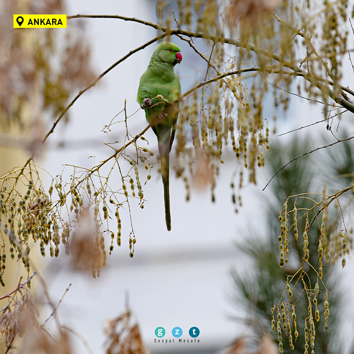 Ankara'nın çeşitli yerlerinde görülen ve kökeni tropikal Asya ile Afrika olan yeşil papağanlar, sessiz ve sakin ağaçlık yeşil alanları tercih ediyor. Ankara Cebeci Asri Mezarlığı’nın neredeyse tamamına yakın bir kısmında görülen yeşil papağanlar bu bölgeye yerleşmiş durumda.