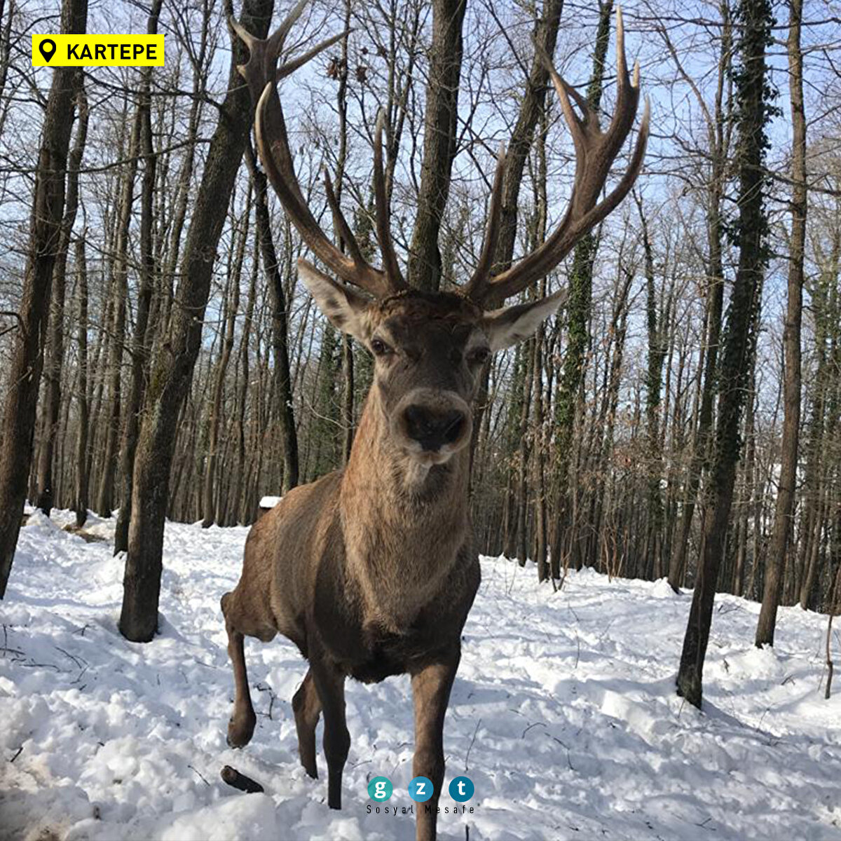 Avrupa'nın en büyük doğal yaşam parkı olan Ormanya, kar yağışının ardından oluşan beyaz örtü üstünde yaban yaşam alanındaki türlerin daha net gözlemlenmesine imkan sunuyor. Kartepe ilçesinde doğal çevresiyle 2 bin dönümlük alana yayılan meşe, akçaağaç, gürgen, kayın, ıhlamur ağaçlarının oluşturduğu orman yapısına sahip Ormanya'da, diğer mevsimlerde ağaçların arasında kamufle olan geyikler, karın üstünde daha belirgin hale gelerek adeta görsel şölen sunuyor.
