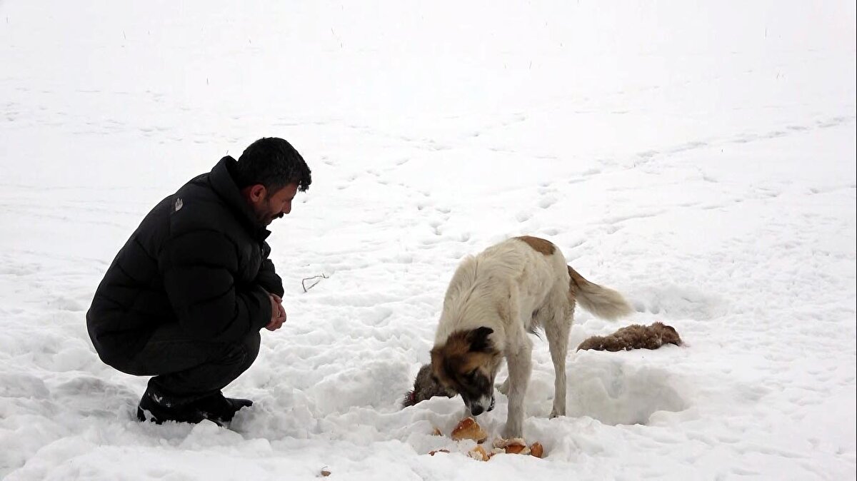 Yavrusunun başından bir an ayrılmayan köpek için mahalleliden bazıları yiyecek bıraktı. Sokak köpeği, 2 gün sonra yine donan diğer yavrusunun ölüsünü de aynı yere getirip, başında bekledi.