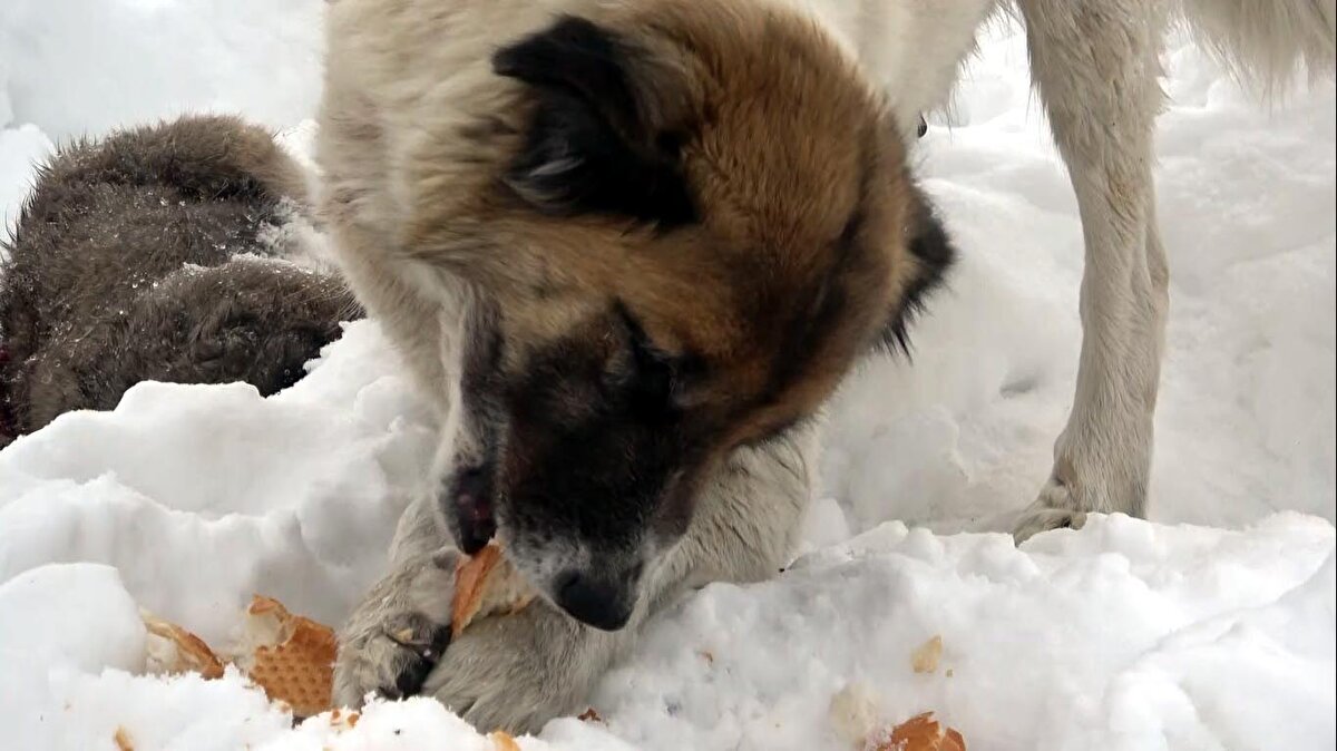 Van'da anne sokak köpeği, donarak ölen 2 yavrusunun başından 5 gündür ayrılmadı. Sokak köpeğini gördükçe üzülen mahalleli, yiyecek bırakıyor.