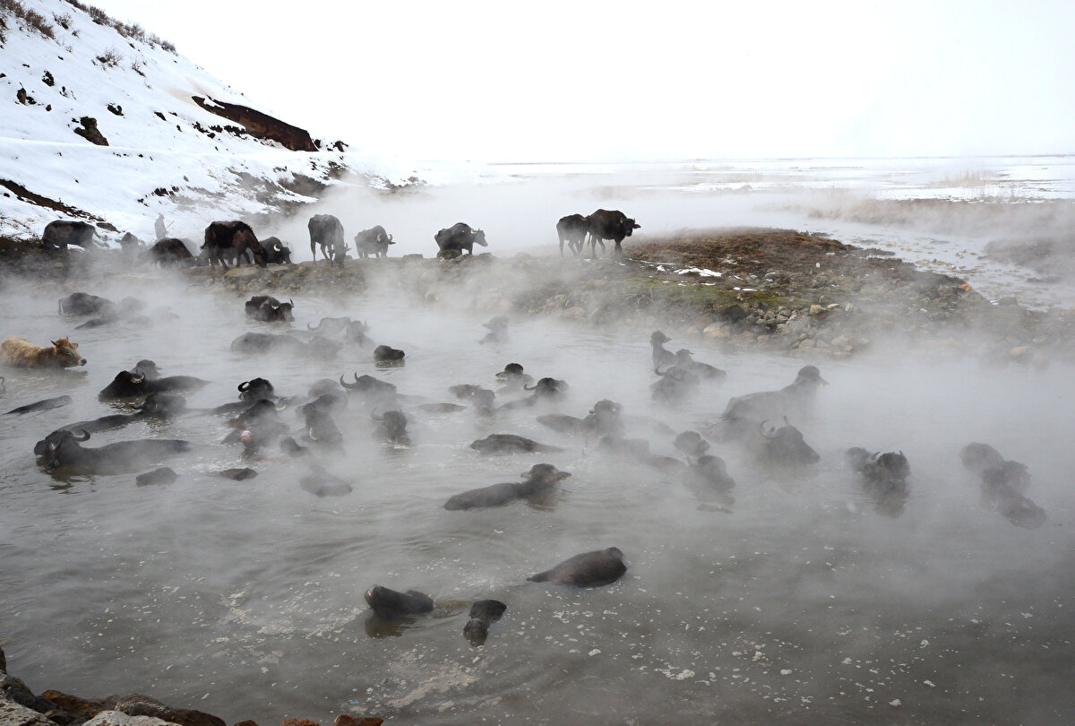 Olumsuz hava koşullarının etkili olduğu köyde dışarıya çıkarılamadıkları için ahırlarda kirlenen mandalar, daha sağlıklı olmaları ve süt verimi için belli aralıklarla kaplıca suyunda yıkanıyor. 