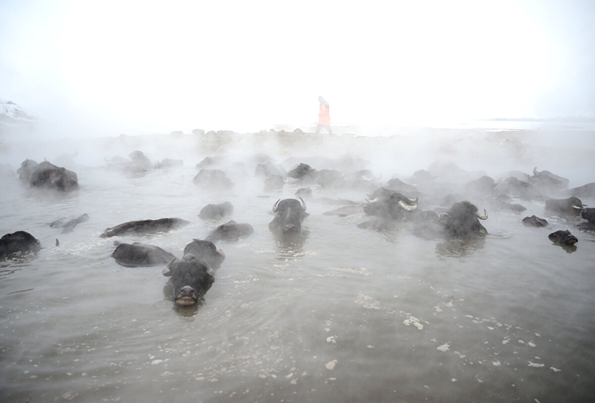 Sıcaklığın sıfırın altında 20 dereceye kadar düştüğü bölgede, etrafı karla kaplı kaplıcaya getirilen manda ve atların buharların yükseldiği suda yıkanması renkli görüntüler oluşturuyor. 