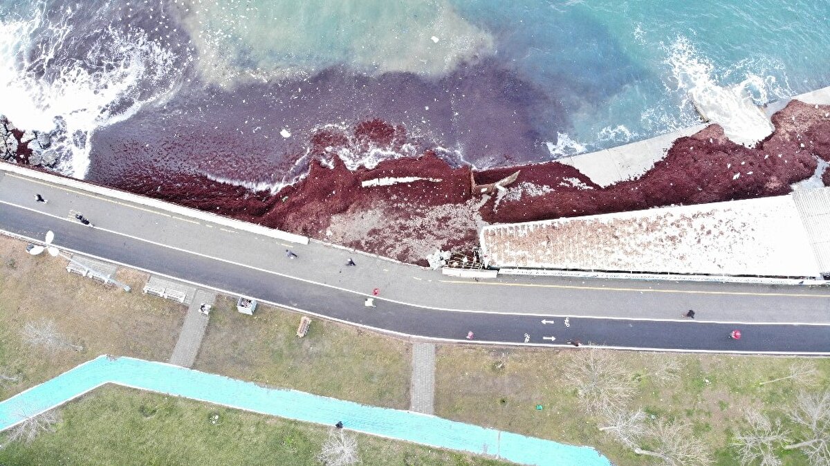 Yosunlar nedeniyle sahil ve kayalıklar kırmızı renge büründü. Caddebostan sahilini ve kayalıkları kaplayan kırmızı yosunlar ve çöpler drone ile havadan görüntülendi.
