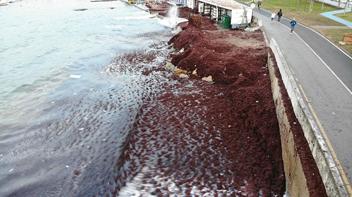 Denizde etkili olan ve kayalıkları döven dalgalar nedeniyle kırmızı yosunlar ile çöpler denizden sahile vurdu.