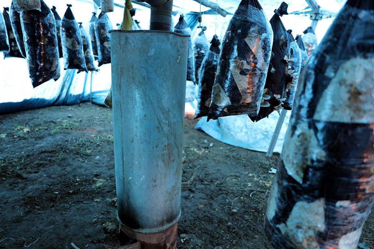 Bozkurt, mantarın tüm yemek çeşitleri ile tüketilebileceğini, en yoğun tüketimin ise kebaplık olarak tercih edildiğini vurgulayarak, Mantarlarımız kahvaltıda da yenilebilir, yemeklerde de kullanılabilir bunun yanında mangalda kebap olarak da yapılarak tüketilebilir. 