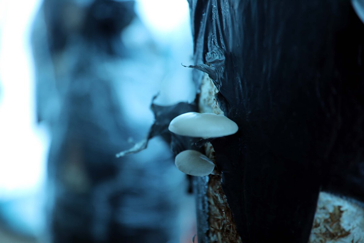 Yabani mantar değildir ve kesinlikle zehirleme gibi bir durumu söz konusu olmaz dedi. Bozkurt, siparişlere yetişemediği için otomasyon sistem ile üretimini arttırmak için çalışmalar yaptığını da sözlerine ekledi. 